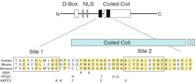 Figure 1. Structure and sequence of Geminin. (Top) Diagrammatic representation of a  Geminin monomer