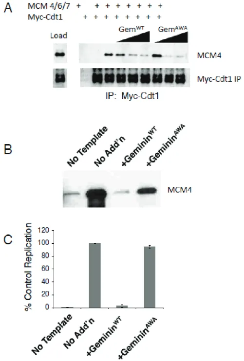 Figure 3. Geminin AWA  inhibits MCM loading in vitro but not in vivo.  (A) Geminin AWA inhibits the MCM  ÅÆ Cdt1 interaction in vitro