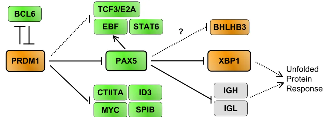 Figure 1A BCL6 PRDM1 PAX5 IGH IGL XBP1ID3CTIITAEBF BHLHB3 UnfoldedProtein ResponseTCF3/E2A? MYC SPIB STAT6