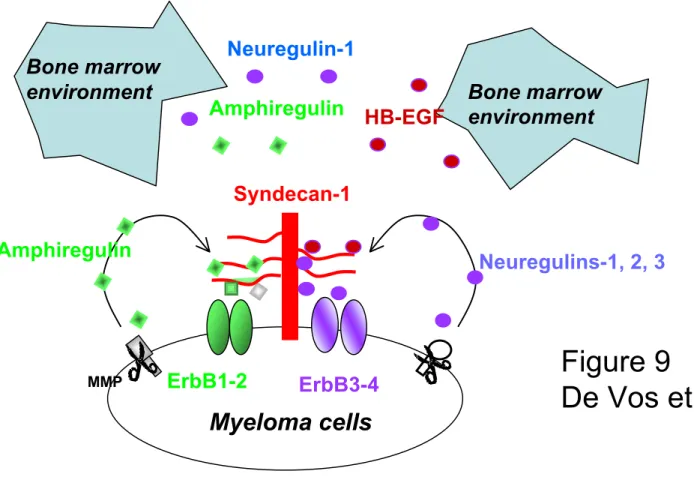 Figure 9 De Vos et al.Neuregulins-1, 2, 3Syndecan-1MMPErbB1-2ErbB3-4 Myeloma cellsAmphiregulin HB-EGFNeuregulin-1 Bone marrow environmentAmphiregulinBone marrow environment