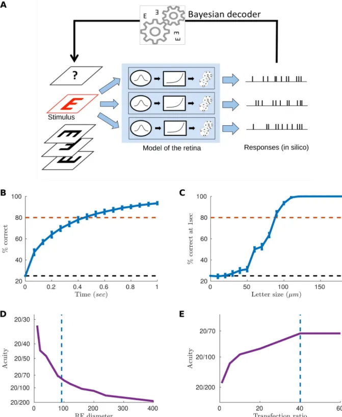 Fig 3. Simulation of an acuity test in silico and estimation of acuity. (A) We showed the letter E in one of 4 possible orientations and flashed the letter at a new random position every 33 ms to mimic fixational eye movements