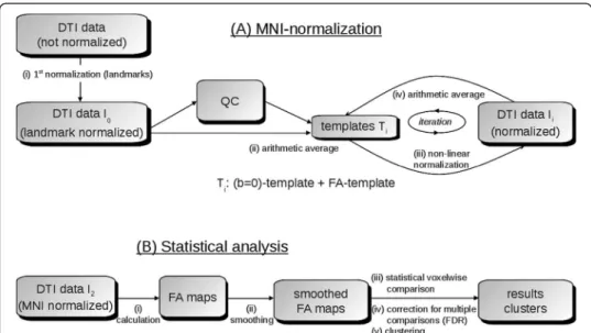 Figure 1 Analysis schemes for cross-sectional comparison. (A) Schematic example for an iterative template-specific MNI-normalization: after a 1 st normalization step based on landmarks, first templates T 1 ((b = 0) template and FA-template) were obtained b