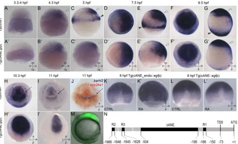 Fig 1. Characterization of cANE activity as an early neural plate specific enhancer. (A-I,A ’ -I ’ ) Compared expression patterns of cyp26a1 (A-I) and egfp driven by cANE (A ’ -I ’ ) during early embryonic development