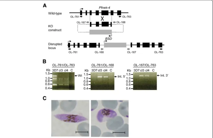 Figure 6 Disruption of the Pfnek-4 gene. A, Strategy for gene disruption. The schematic representation shows the Pfnek-4 locus, the