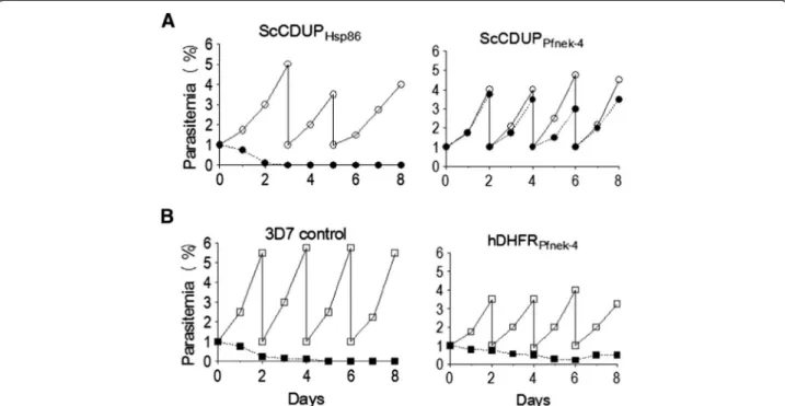 Figure 5 Selection of parasite transfectants expressing negative or positive selectable markers directed by Pfnek-4 promoter