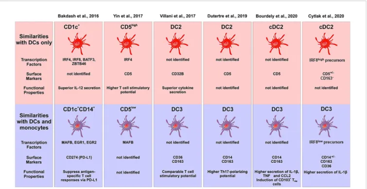FIGURE 2 | Characterization of subsets of human DC2s in the recent literature. The different studies are listed at the top, the upper panel gives the subsets with pure DC features, the lower panel shows the subsets with monocyte features