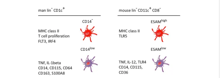 FIGURE 3 | Properties of two main DC2 subsets in man and mouse. The markers are listed based on a higher expression in the respective subset compared to the other subset, i.e