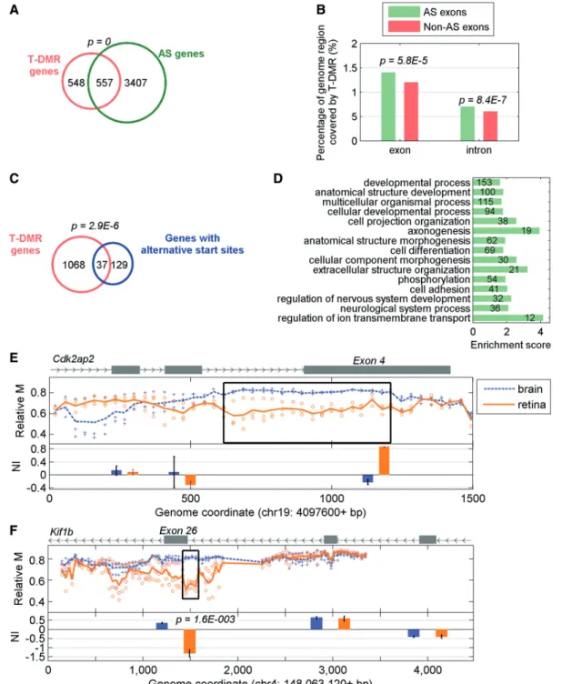 Figure 3. T-DMRs and genes with AS. (A) Venn diagram showing the overlap between all T-DMRs and those AS genes between brain and retina.