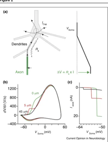 Figure 2 1200 20 –64 –50800400000 μmAxonΔV = Ra x I 5 μm45 μm V  Soma  (mV) I  axial (nA)ICapRaV SomadV/dt (V/s) V  Soma  (mV)060–400–60Dendrites(a)(b)(c)