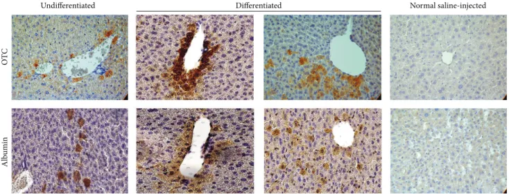 Figure 6: Engraftment and in situ differentiation of FL-MSCs in intrahepatically transplanted NOD/SCID mice