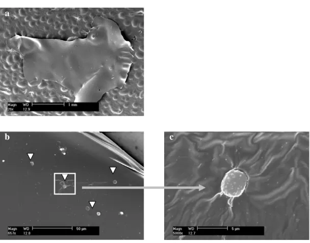 Figure 12. Scanning electron micrographs (SEM) of a) piece of detached polyelectrolyte film  deposited on granular glue surface, b) photoreceptor cells seeded onto the detached film at an  initial seeding density of 1x10 6  cells/film, c) enlargement of a 