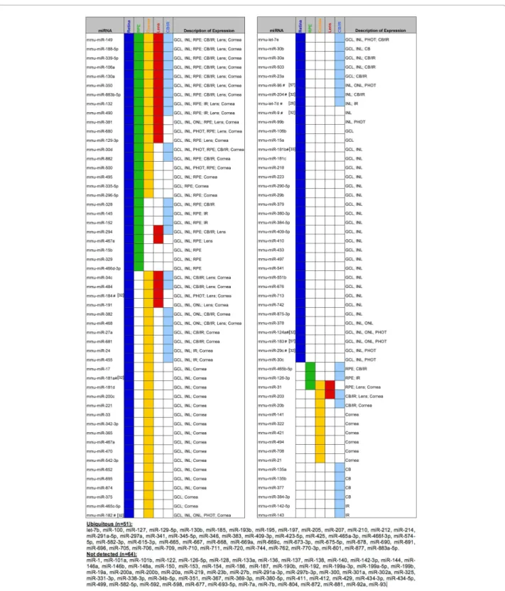 Figure 3 Graphical summary of miRNA expression patterns in the adult mouse eye. This catalog summarizes miRNA localization in the retinal cell layers and ocular tissues analyzed at P60