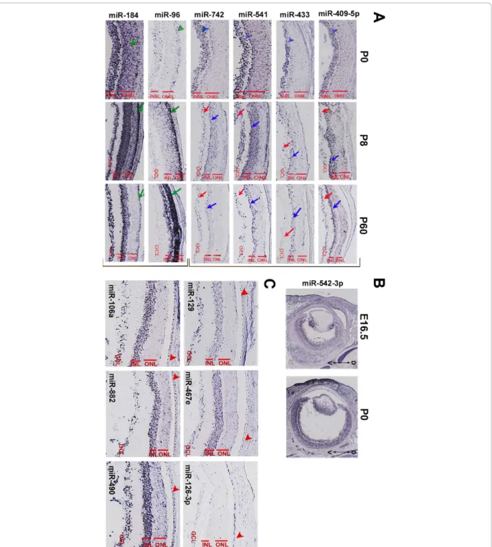 Figure 4 Examples of miRNAs expressed in the retina and the retinal pigment epithelium