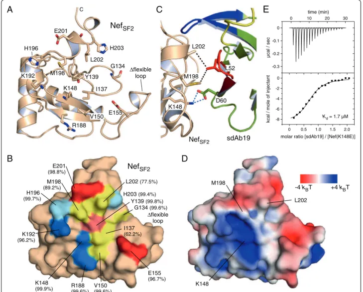 Figure 4 Delineation of the sdAb19 surface binding epitope on Nef. (A) Display of amino acids on the surface of Nef SF2 that interact with sdAb19