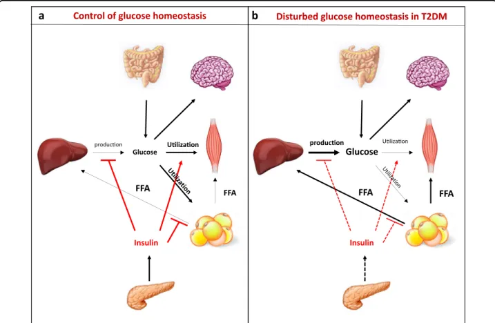 Fig. 1 Tissue interplay in the control of glucose homeostasis. a After a meal, the glucose is absorbed by the gut and the increase of blood glucose levels stimulates the secretion of insulin by beta cells of the pancreas