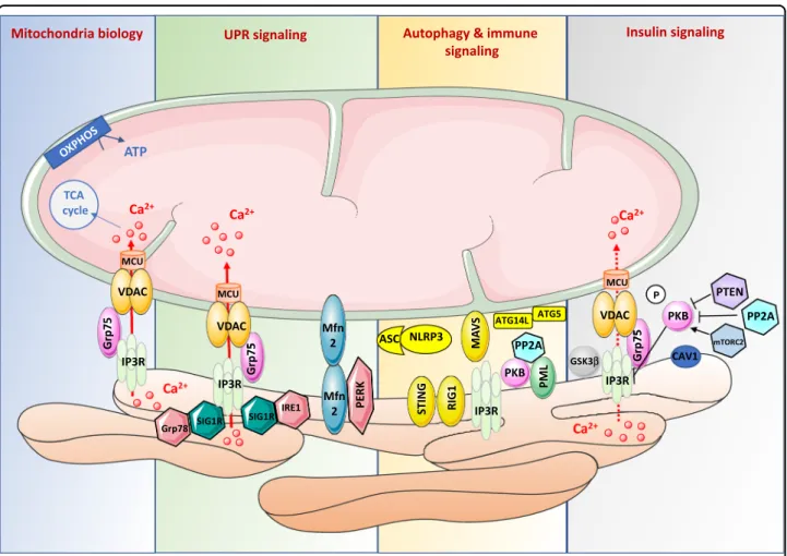 Fig. 2 Key components and functions of MAMs involved in the control of glucose homeostasis