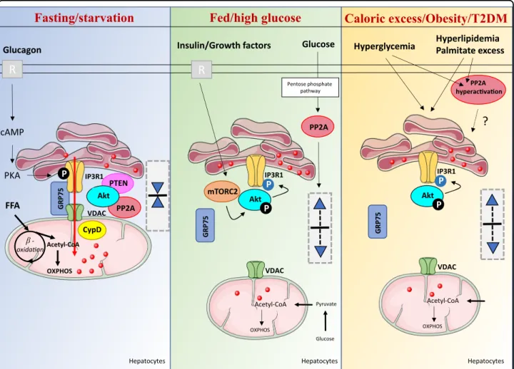 Fig. 3 Dynamic regulations of ER-mitochondria interactions in hepatocytes in function of nutritional and pathological states