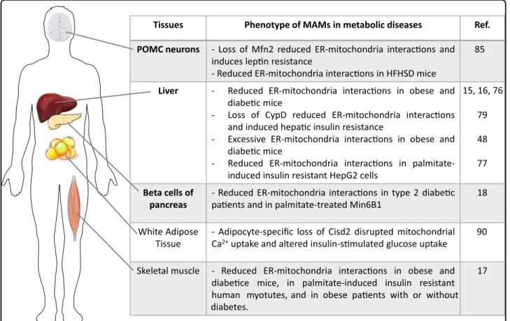 Fig. 4 ER-mitochondria miscommunication in metabolic diseases. Listing of the different studies reporting ER-mitochondria miscommunication in different tissues involved in the control of glucose homeostasis