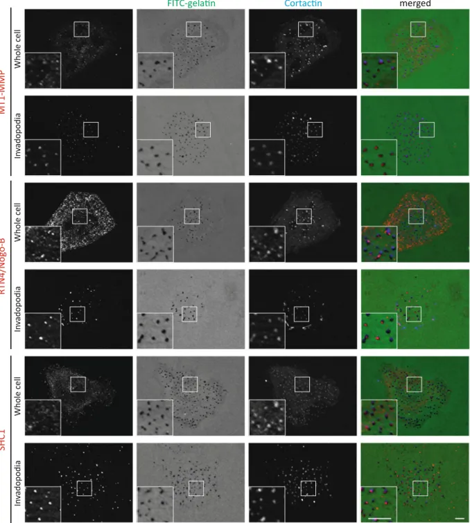 Figure 5.  RTN4/Nogo-B and SHC1, newly identified Tks5 close neighbors, localize at a subset of mature  invadopodia