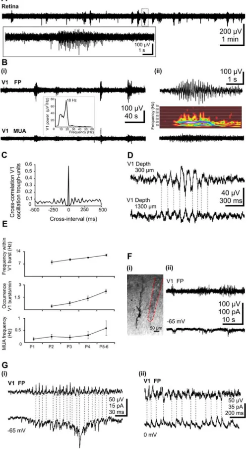 Figure 1. Burst activity in the retina and the V1 cortex of the newborn rat in vivo. A, Extracellular field potential recording from the retina of a P5 rat