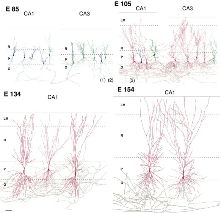 Figure 1. Morphological differentiation of pyramidal cells in the cynomolgus monkey hippocampus during the second half of gestation