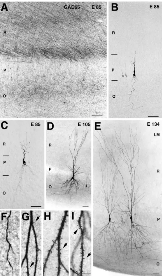 Figure 4. Morphological correlates of the early synapses on pyramidal cells. A, At E85, GABAergic terminals and  fi-bers immunolabeled for GAD-65 are distributed in stratum radiatum ( R) and stratum oriens (O) but not in stratum pyramidale (P)