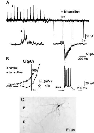Figure 6. Blockade of GABA(A) receptors suppresses GDPs and in- in-duces an epileptiform activity
