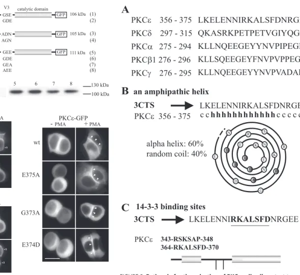 FIGURE 1. Targeting of PKC ␤ 1, - ␥ , and - ⑀ and their different mutants in GH3B6 cells