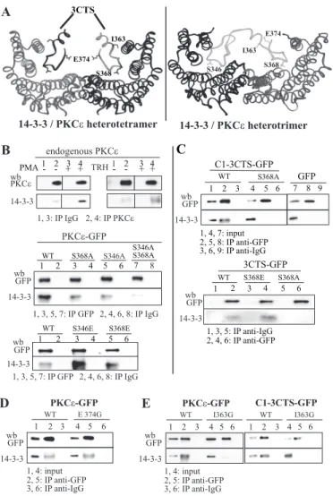 FIGURE 5. PKC⑀ interaction with 14-3-3. A, molecular models of two com- com-plexes of a 14-3-3 protein dimer with two 3CTS (left) or with a sequence encompassing Ser-346 and Ser-368 (right) from PKC ⑀ 