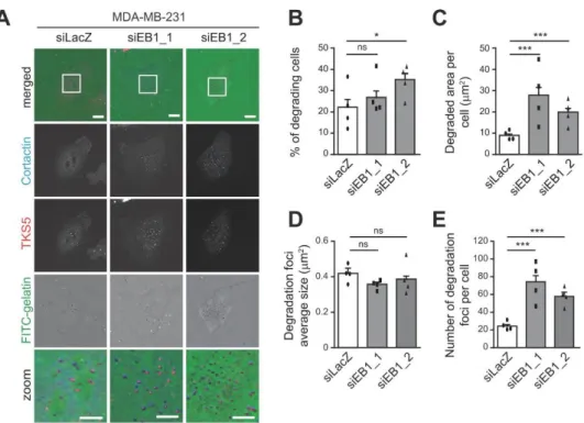 Figure 1. End Binding protein (EB1) restricts extracellular matrix (ECM) degradation via inhibition  of invadopodia formation in MDA-MB-231 breast cancer cells