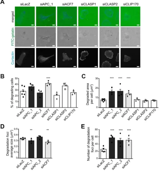 Figure 3. APC and ACF7, similarly to EB1, restricted ECM proteolysis by restraining invadopodia  formation