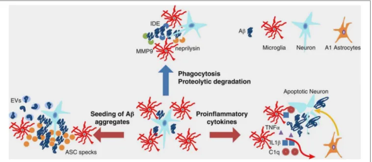 FIGURE 1 | Multifaceted functions of microglia during Aβ pathology. In healthy brain and early stages of AD, microglia clear small aggregates of Aβ peptides by phagocytosis and by secreting proteolytic enzymes, such as IDE, neprilysin, and MMP9
