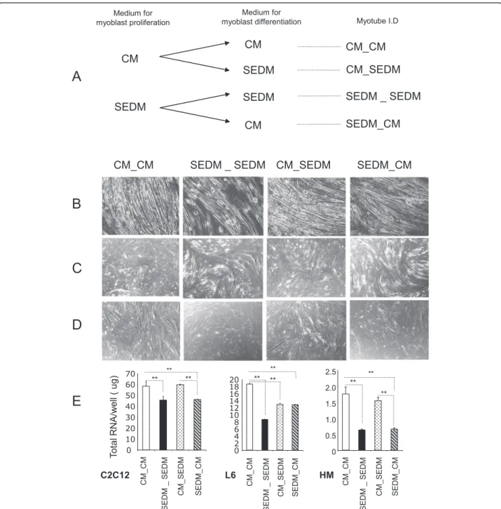 Fig. 5 Removing EVs from culture medium sera affect myoblast differentiation. a Workflow showing myoblast growth conditions