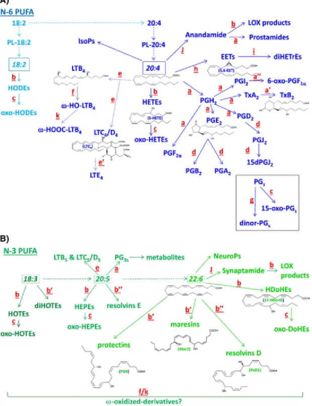 Fig.  2 Main  metabolic  pathway  originating  from  some  of  the  major  PUFA  presented  in Fig1.The different colors (light and regular blue for 18:2n-6 and 20:4n-6 &amp; dark (Fig