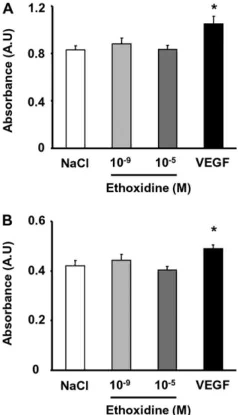 Fig. 2. Ethoxidine does not modulate endothelial cell adhesion. Whatever the concentration of ethoxidine, no difference in the number of (A) EaHy.926 cells and (B) HUVECs that resulted positive to crystal violet staining