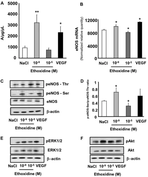 Fig. 5. (A) Quantification of the amplitude of the NO-Fe(DETC) 2 complex signal in EaHy.926 endothelial cells revealed a significant increase of NO production in cells treated with 10 9 M ethoxidine