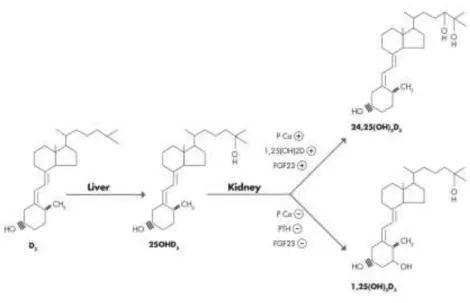 FIGURE 3 : HYDROXYLATIONS DE LA VITAMINE D 