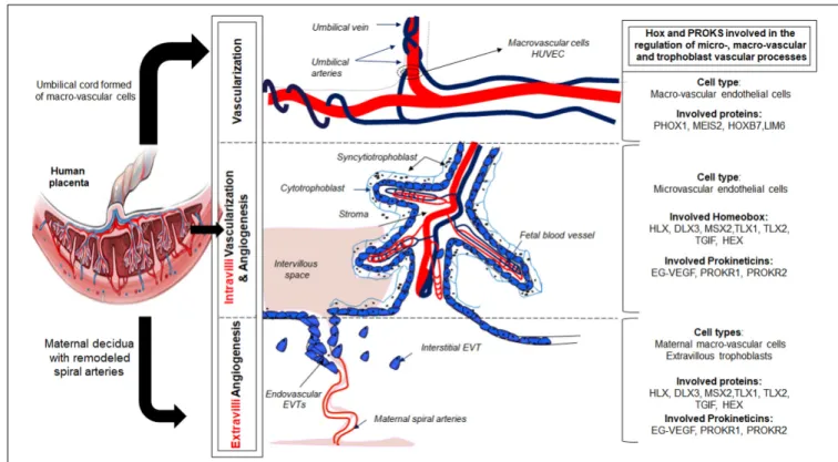 FIGURE 1 | Illustration of the role of the prokineticin and HOX family members in the control of placental vascularization and angiogenesis.