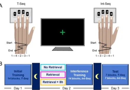 Fig 1. Study design. (A) sequential finger tapping task. A sequence initially trained on the Day 1 (T-Seq, left panel) and a novel sequence used during the interference training on Day 2 (Int-Seq, right panel)