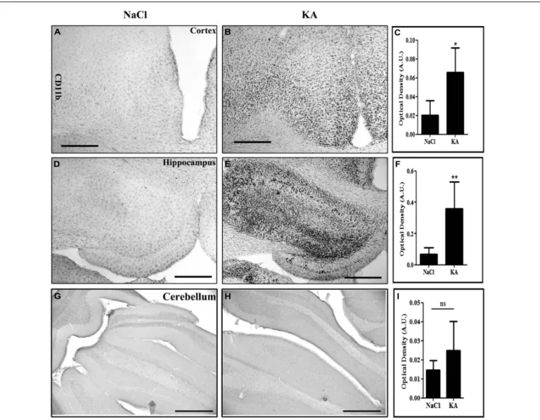 FIGURE 5 | Kainic acid (KA)-induced microglial activation evidenced by CD11b expression