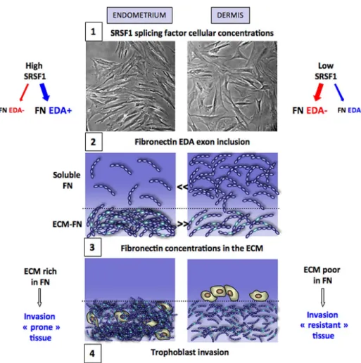 FIGURE 10:  Mechanisms for the different capacities of endometrium and dermis tissues to  support trophoblast invasion