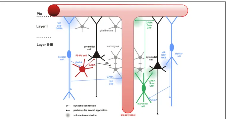 FIGURE 6 | Neuronal and non-neuronal targets of CR+ bipolar cells.