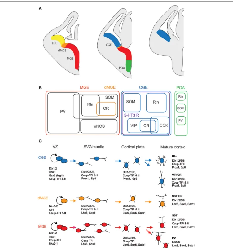 FIGURE 1 | Embryonic origins and genetic factors affecting the mature fate of cortical interneurons