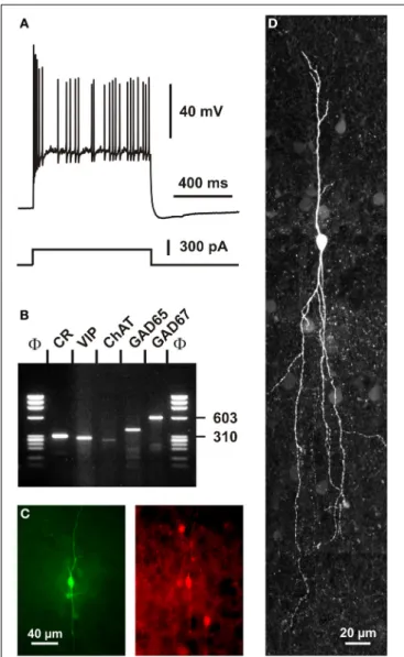 FIGURE 4 | Single cell RT-PCR analysis of a rat CR + interneuron. (A) Current-clamp recording obtained in response to a depolarizing current pulse (300 pA)