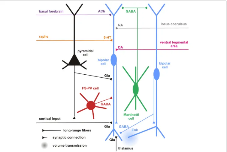 FIGURE 5 | Cortical and subcortical inputs of CR+ bipolar interneurons.