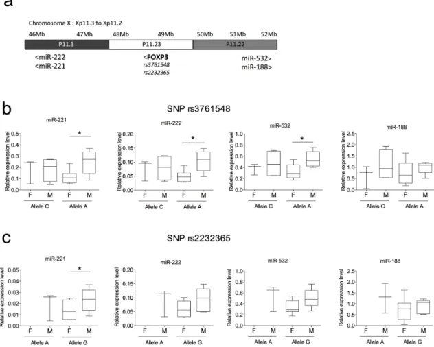 Figure 3. Analysis of transcriptional regulatory relationships between miRNA expression levels and  two  FOXP3 variants associated with RA susceptibility