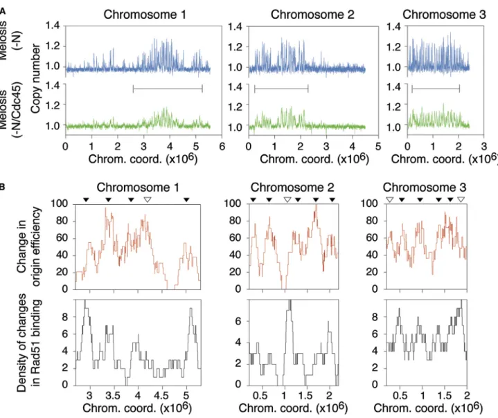Figure 3. Modulation of Origin Efficiencies by Altering Levels of the Replication Machinery Induces Specific Changes in Rad51 Binding (A) Decrease in origin efficiencies across the genome as a result of the dominant-negative effect of cdc45 overexpression 