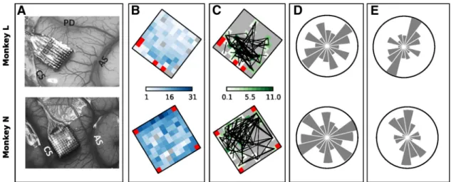 Figure 6. Spatial arrangement of neurons participating in significant patterns. A, Locations of the electrode arrays in the motor cortex in the right hemisphere of the two monkeys