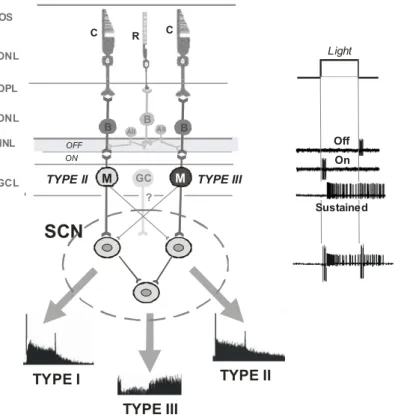 Figure 6. Schematic illustration of the retina and diversity of photic inputs to the SCN