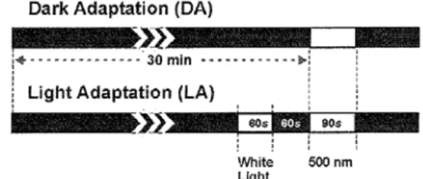 Figure 1. Schematic Illustration of the light stimulation  protocol in dark adaptation (DA) and light adaptation  (LA)